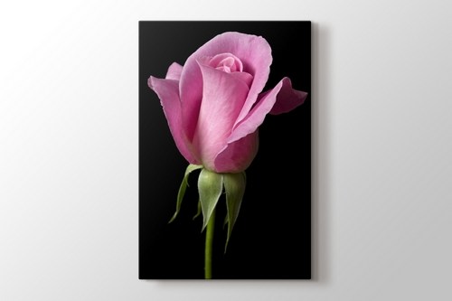 Pembe Gül görseli.