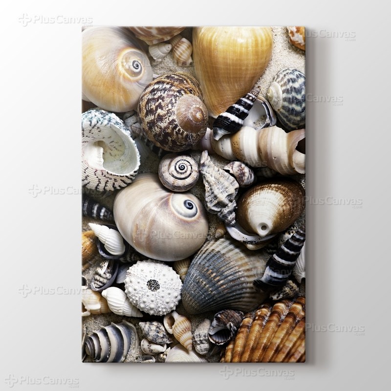 Sea Shells görseli.