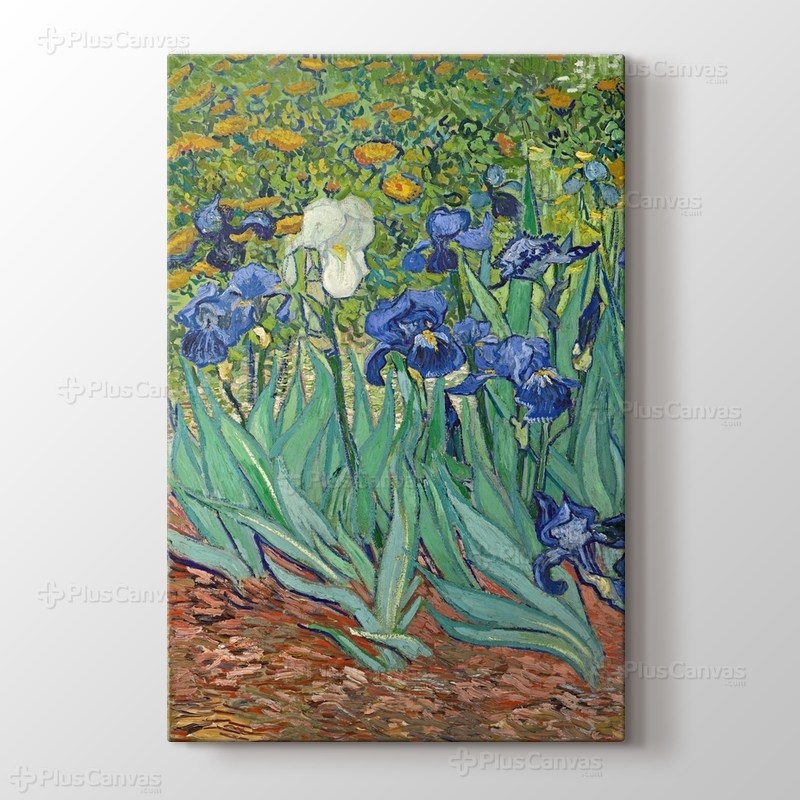 Irises görseli.