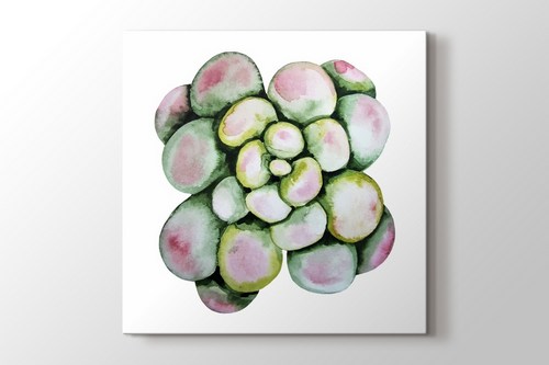 Succulent görseli.
