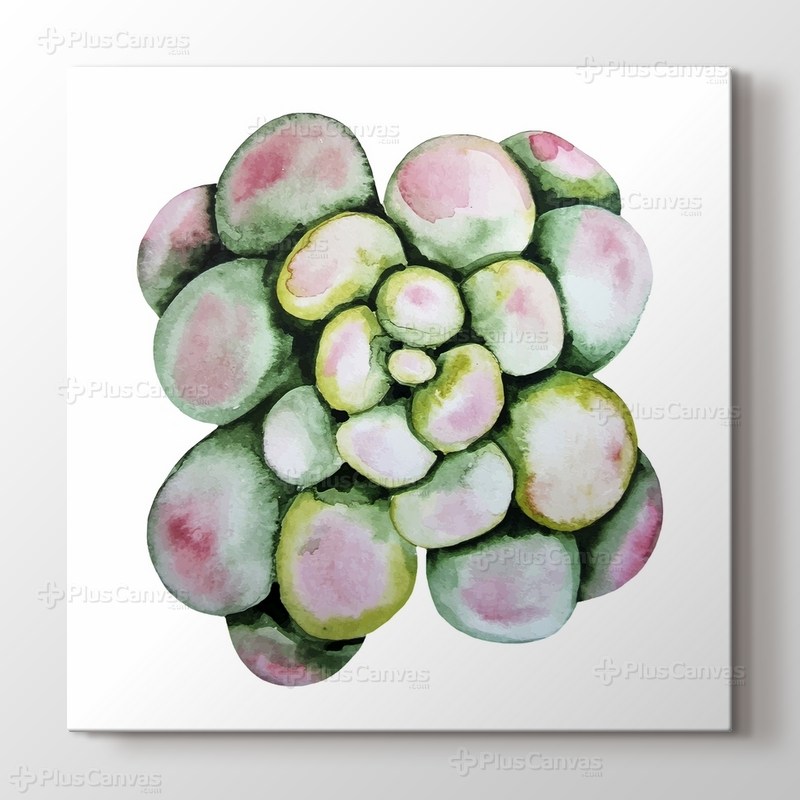 Succulent görseli.