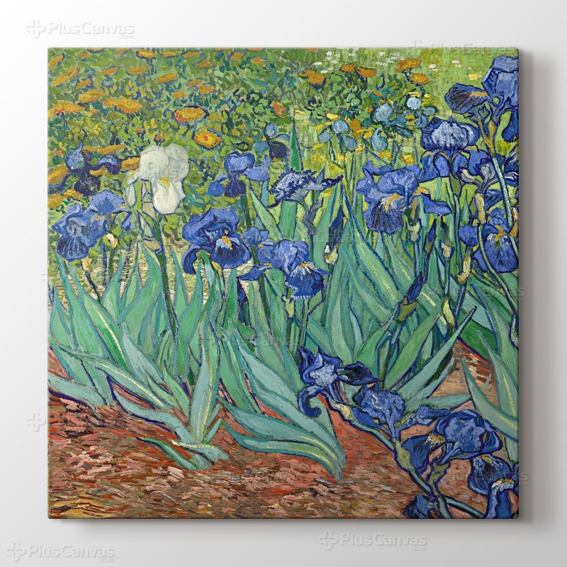 Irises görseli.