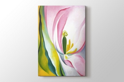 Pink Tulip görseli.
