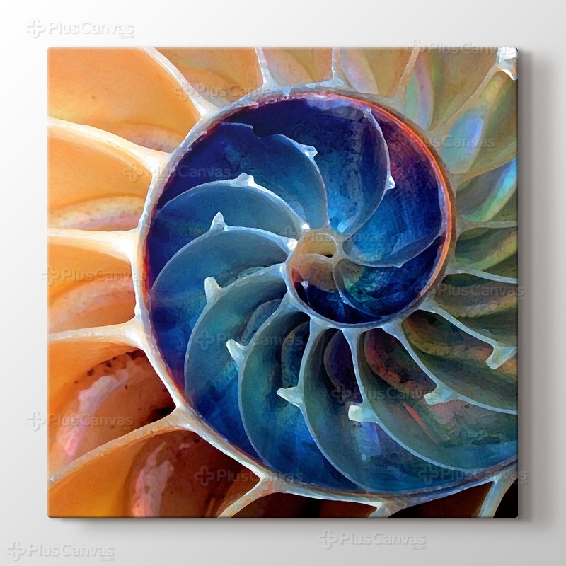 Nautilus görseli.