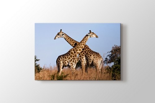 Giraffe Ithala görseli.