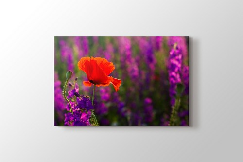 Gelincik - Poppie görseli.