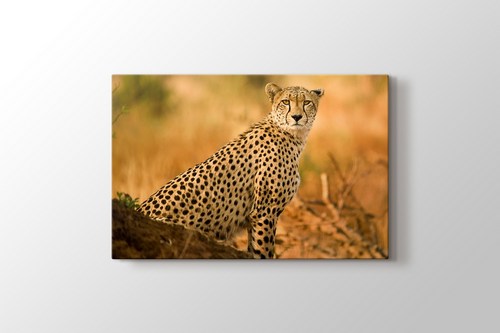 Cheetah görseli.