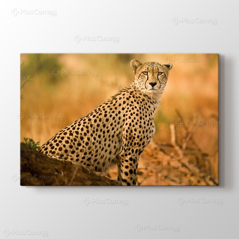 Cheetah görseli.