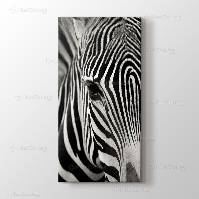 Zebra görseli.