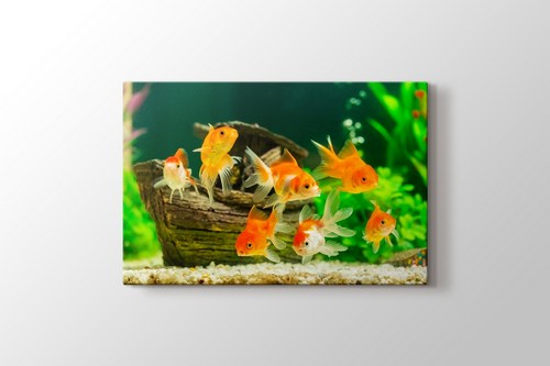 Goldfish görseli.