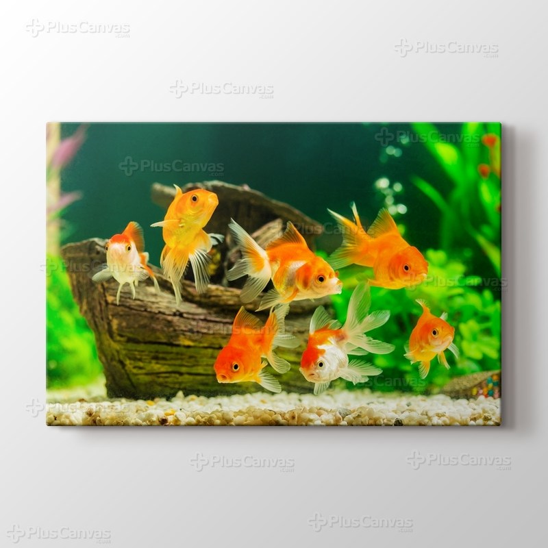 Goldfish görseli.