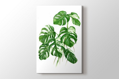 Variegated Cheese Plant - Monstera görseli.