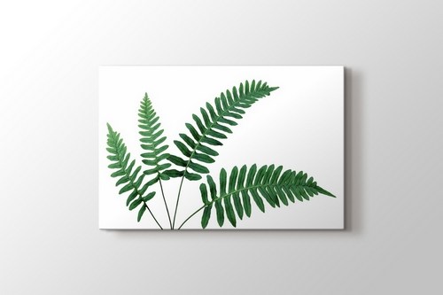 Fern Leaves görseli.