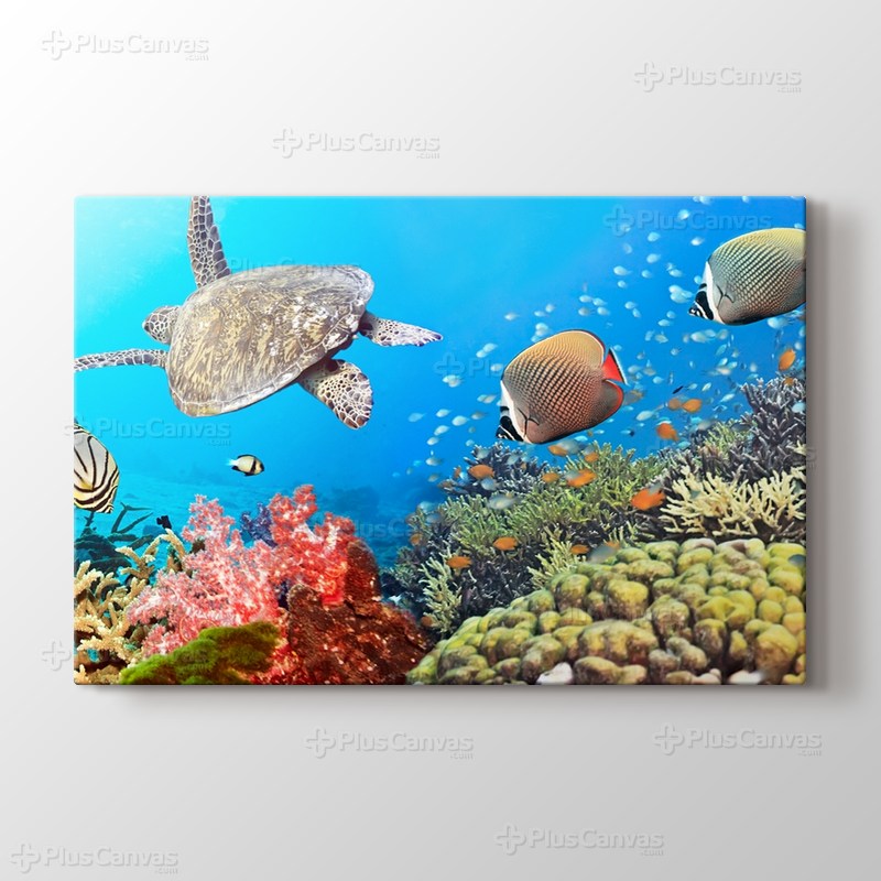 Turtle görseli.