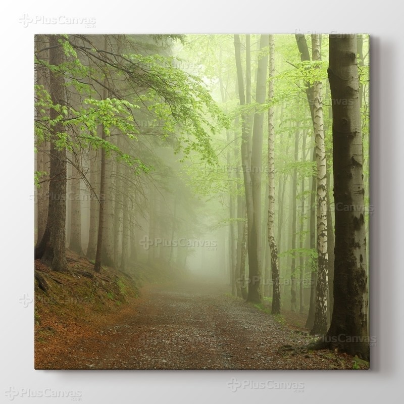 Sisli Orman Yolu görseli.