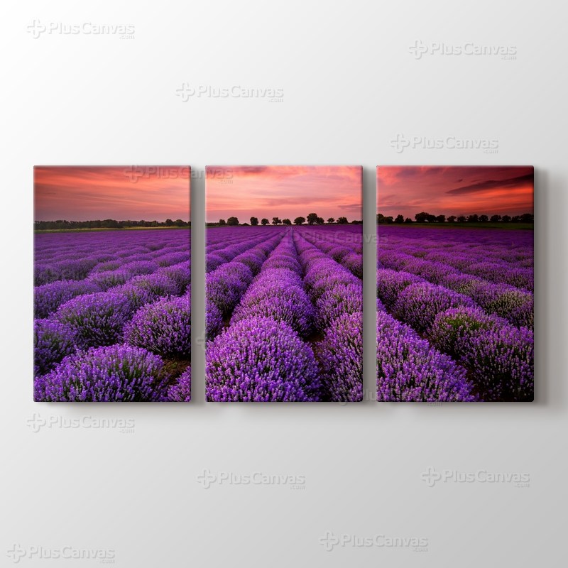 Stunning Landscape With Lavender Field At Sunset görseli.