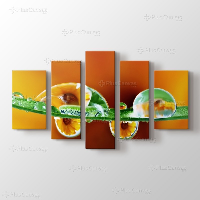 Kadife Çiçeği görseli.