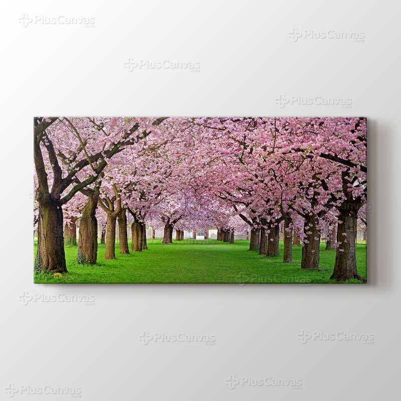 Cercis Trees görseli.