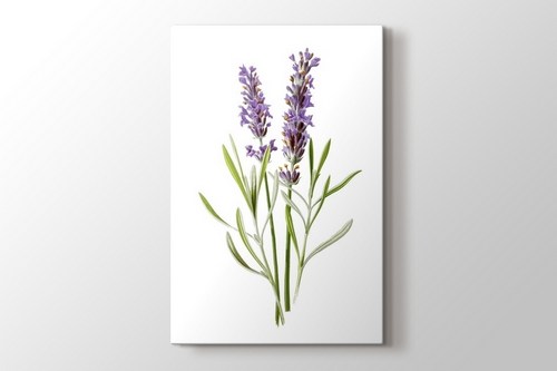 Lavender görseli.