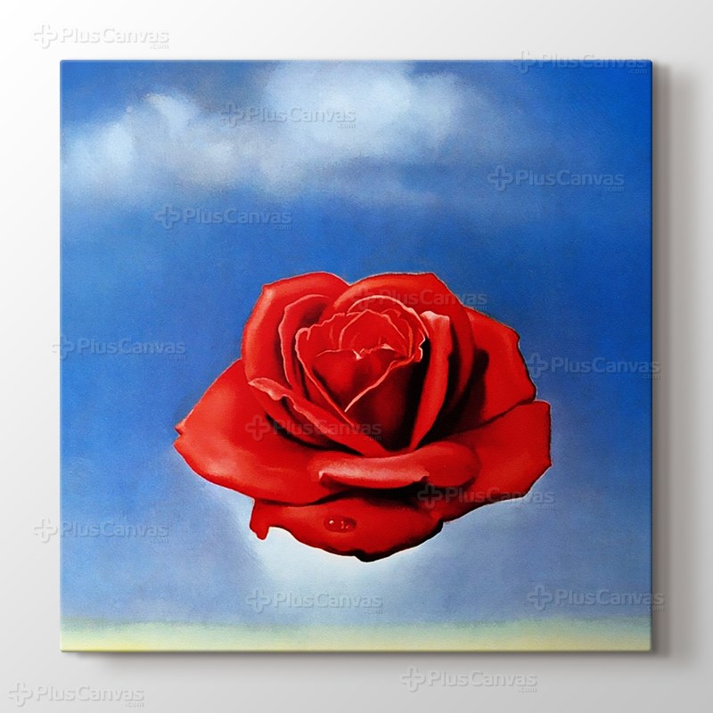 Meditative Rose görseli.