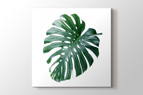Monstera görseli.