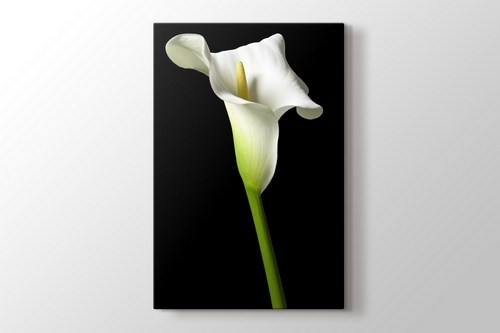 Cella Lilly on Black görseli.