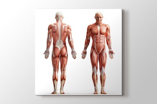 İnsan Anatomisi görseli.