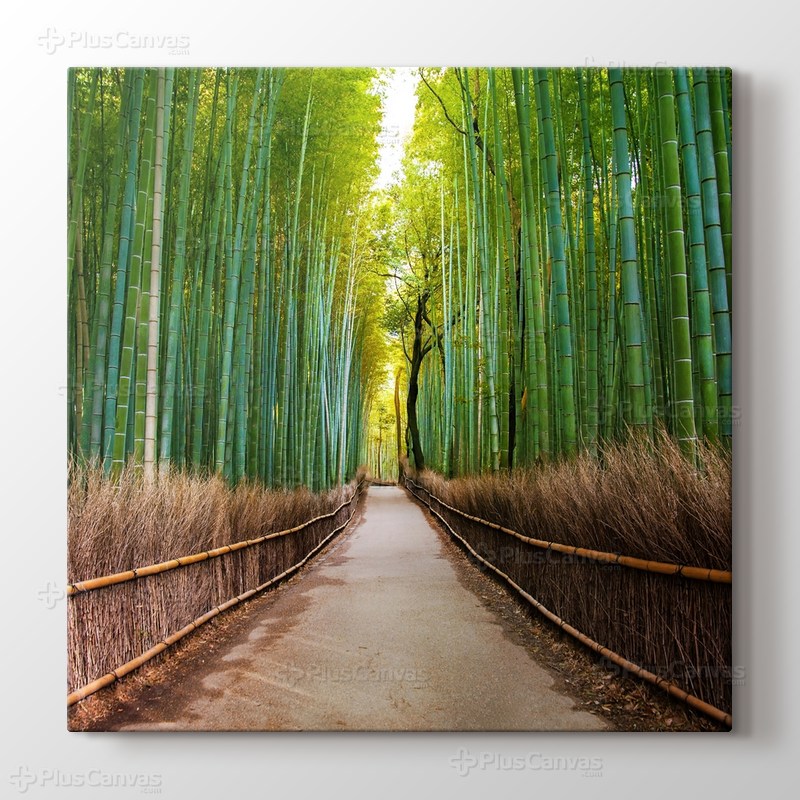 Bamboo Forest in Kyoto Japan görseli.