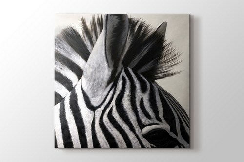 Zebra görseli.