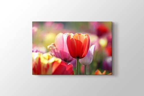 Tulips görseli.
