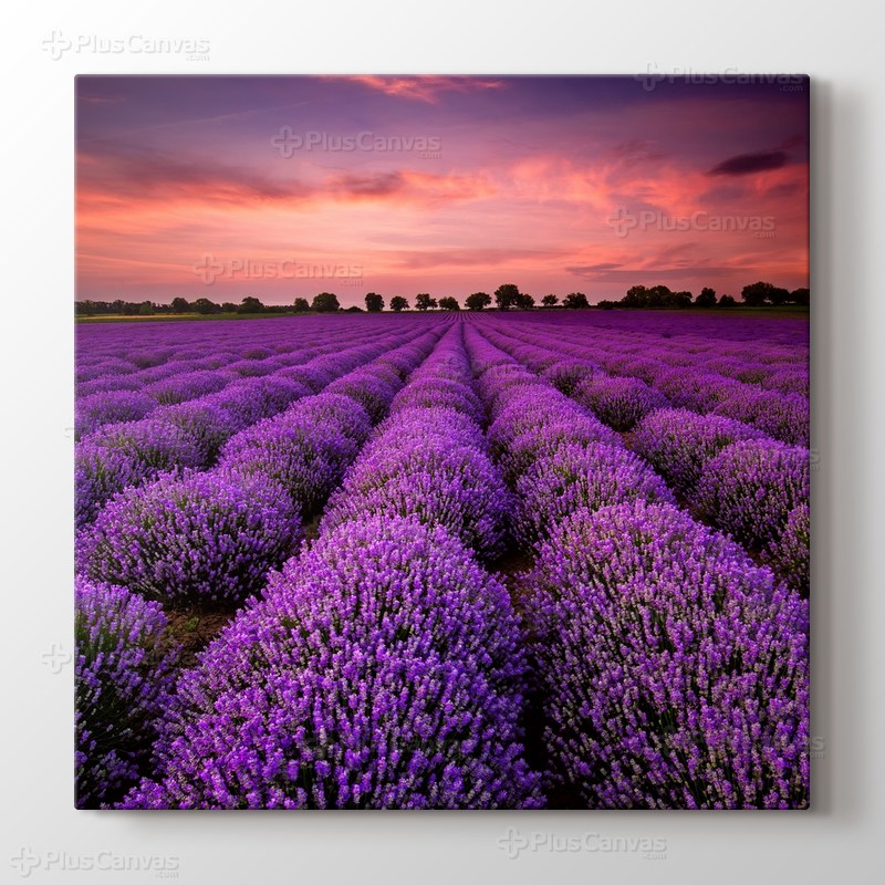 Stunning Landscape With Lavender Field At Sunset görseli.