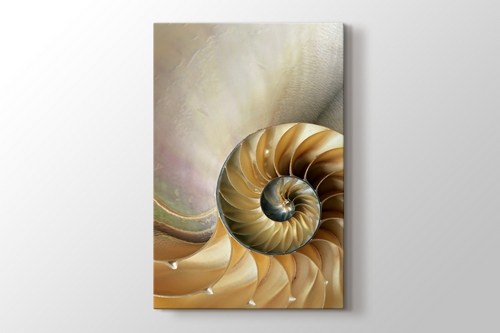 Nautilus görseli.