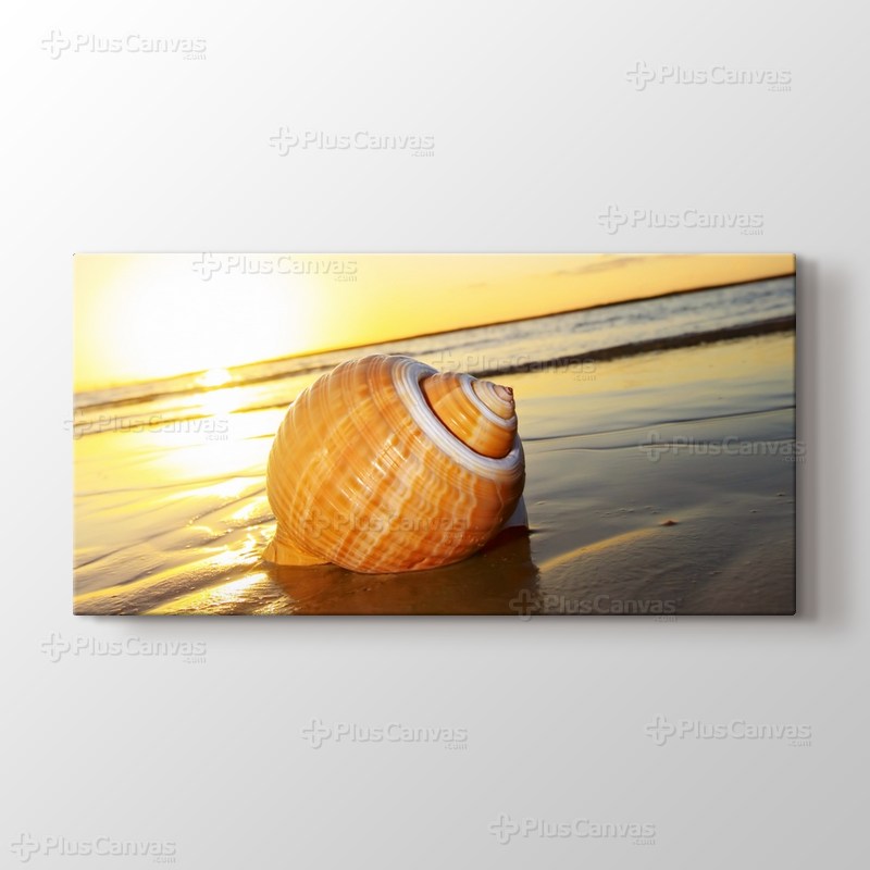 Sea Shell on Sand görseli.