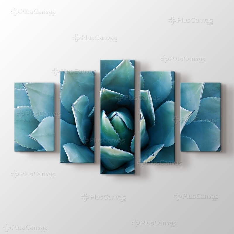 Aloe Vera Bitkisi görseli.