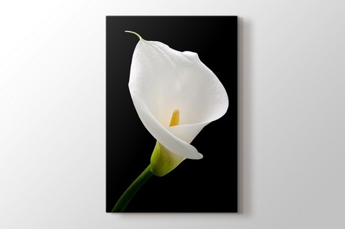 White Lillies görseli.