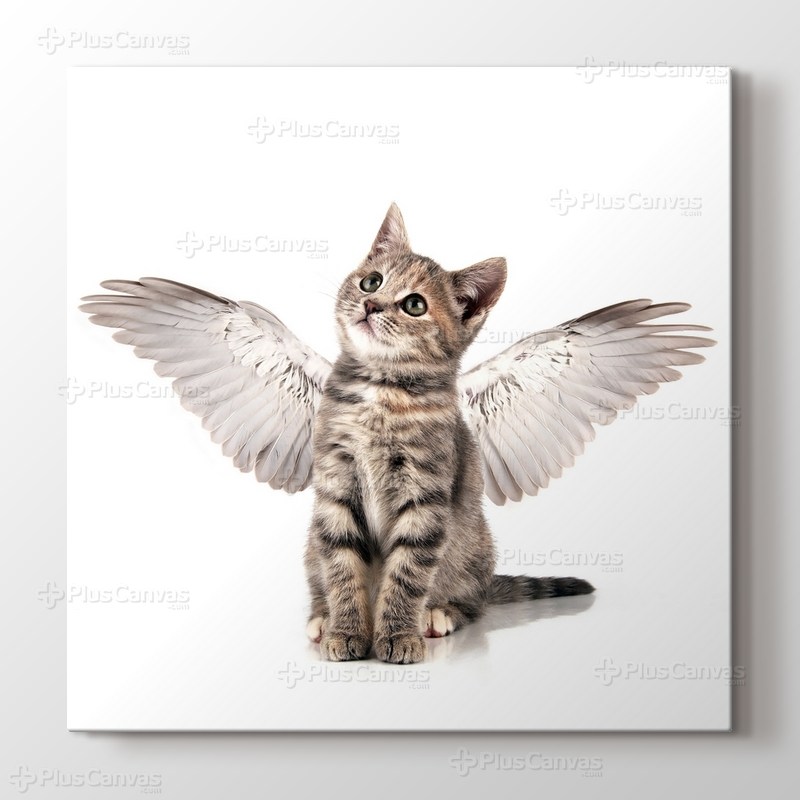 Angel Cat görseli.