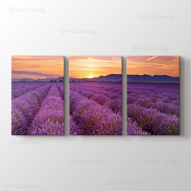 Lavender Field Panorama görseli.