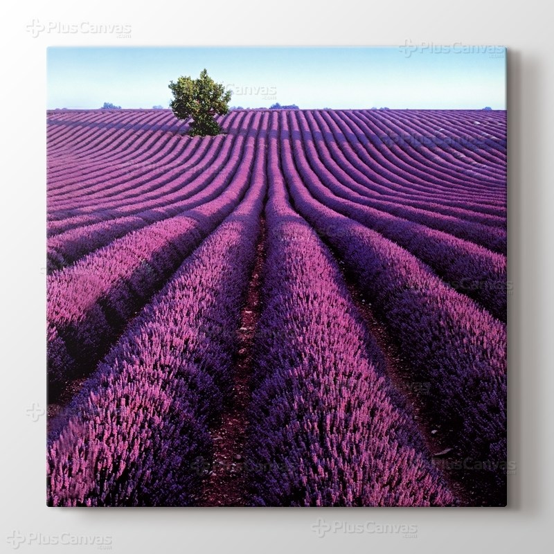 Lavanta Tarlası görseli.