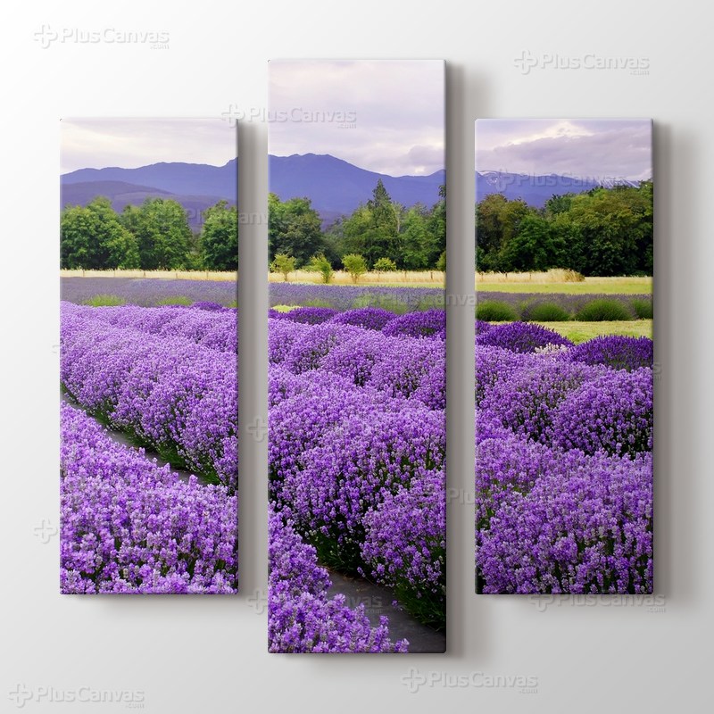Lavender Farm In Sequim, Washington, USA görseli.