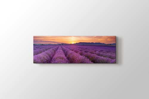 Lavender Field Panorama görseli.