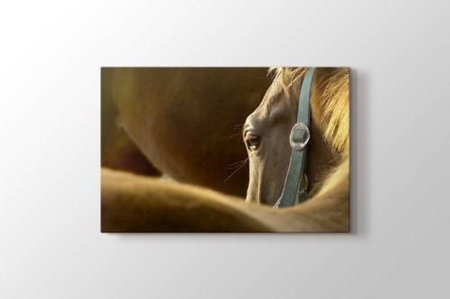 Head Of The Horse görseli.