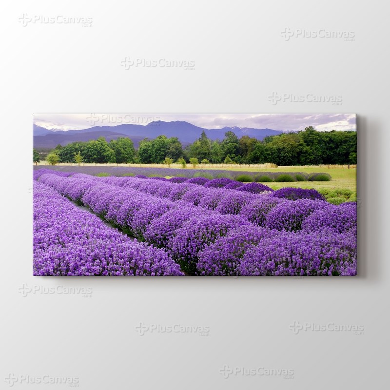 Lavender Farm In Sequim, Washington, USA görseli.