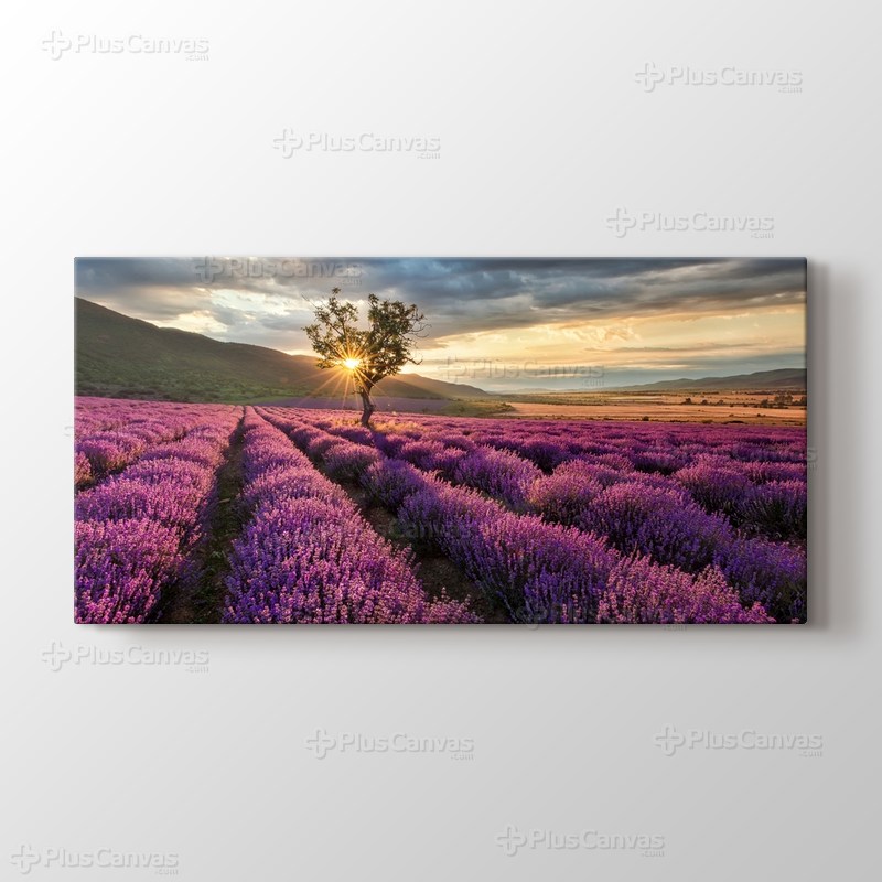 Lavender Field görseli.