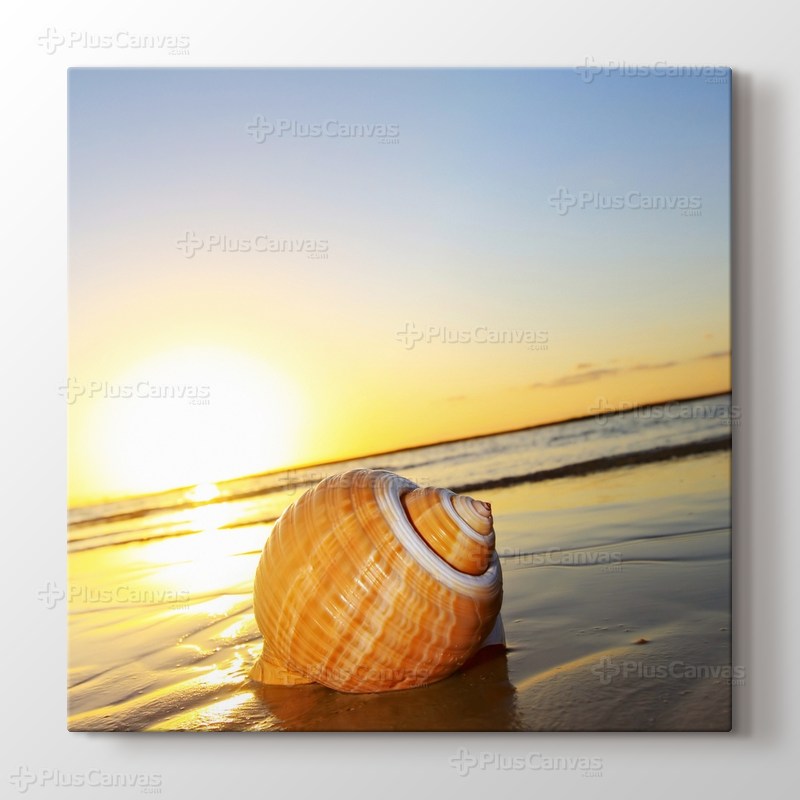 Sea Shells görseli.