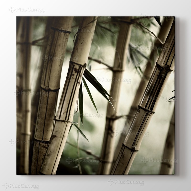 Bamboo görseli.