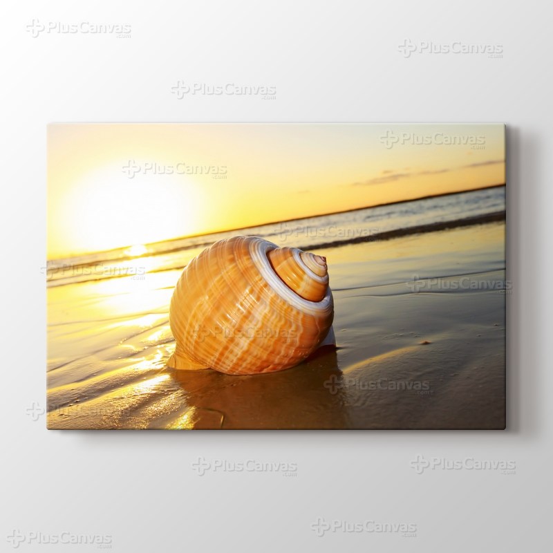 Sea Shell on Sand görseli.