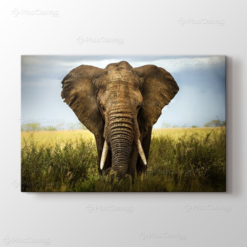 Elephant görseli.