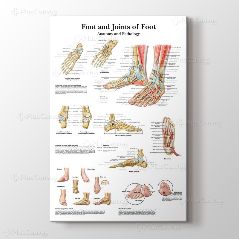 Foot and Joints of Foot Chart Anatomy and Pathology görseli.