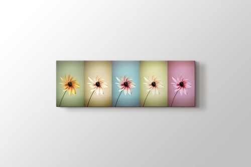 Daisies görseli.