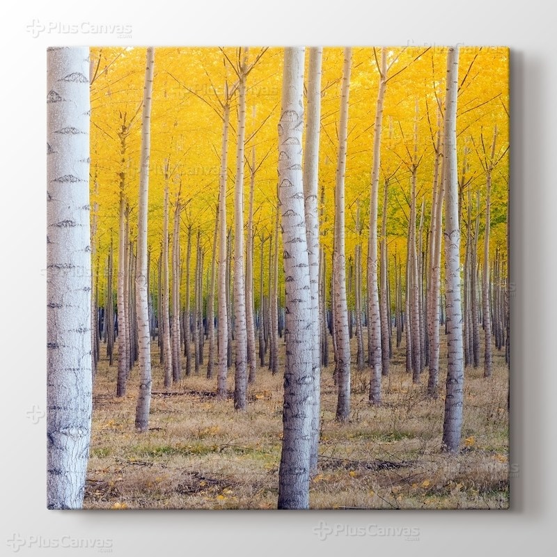 Huş Ağacı Ormanı görseli.